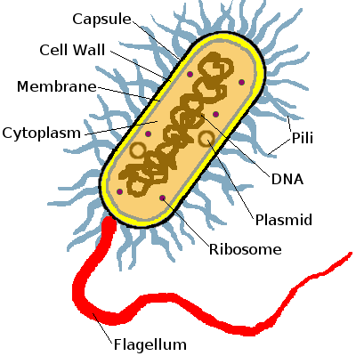 Description: Diagram of a prokaryotic cell